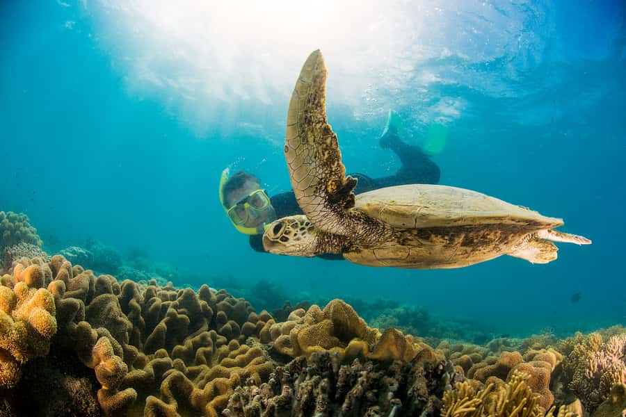 From Port Douglas: Sail to Low Isles Great Barrier Reef - Key things that make this tour worth your time