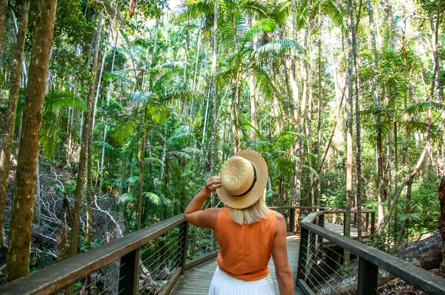 From Rainbow Beach: K'gari Fraser Island Full-Day Coach Tour - Wanggoolba Creek boardwalk: a rainforest pause that feels cooler than it is