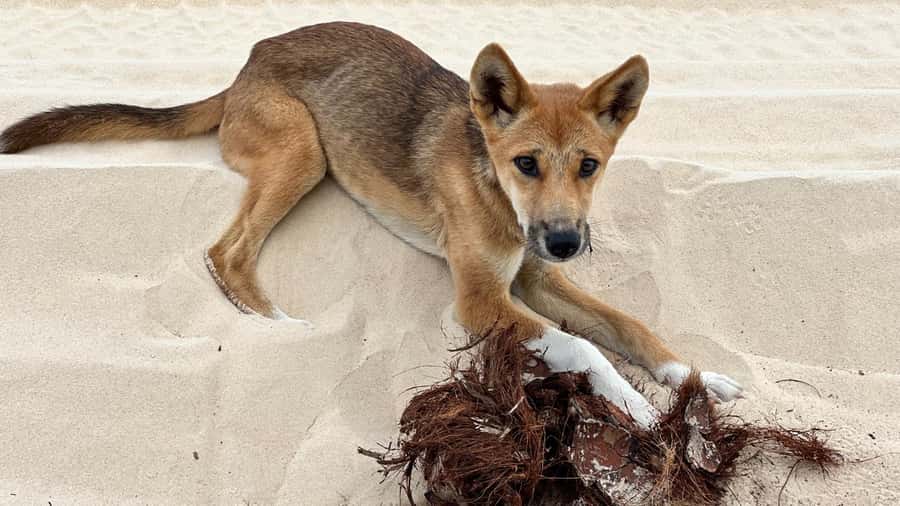 From Rainbow Beach: K'gari (Fraser Island) Full-Day Tour - Food, drinks, and the small comforts that add up