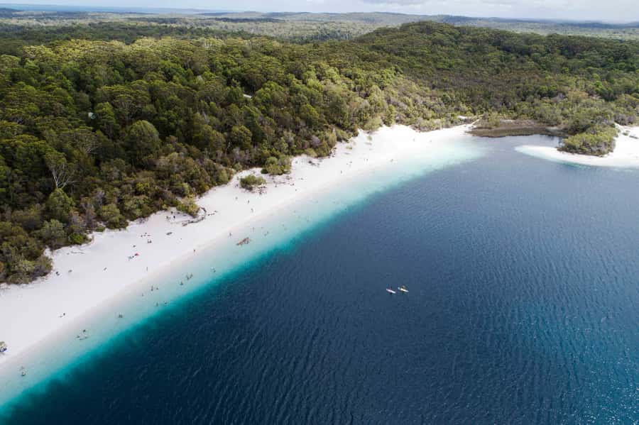 From Rainbow Beach: K'gari, Fraser Island Two-Day Coach Tour - Pile Valley rainforest: the quiet walk that makes K’gari feel alive