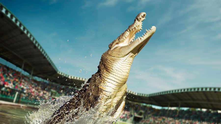 From Sunshine Coast: Australia Zoo Entry Ticket and Transfer - Door-to-Door Sunshine Coast Pickup to Australia Zoo