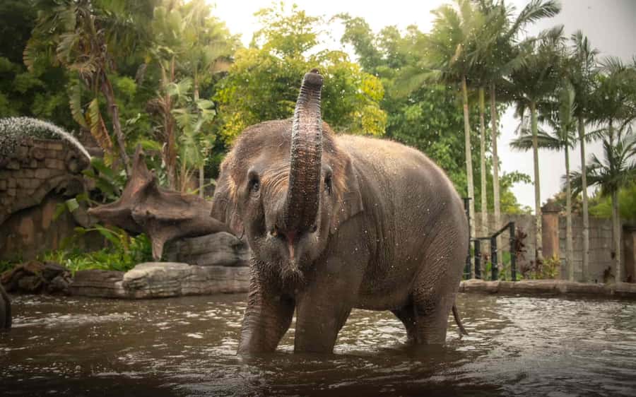 From Sunshine Coast: Australia Zoo Entry Ticket and Transfer - Riding Time in a Luxury Air-Conditioned Van