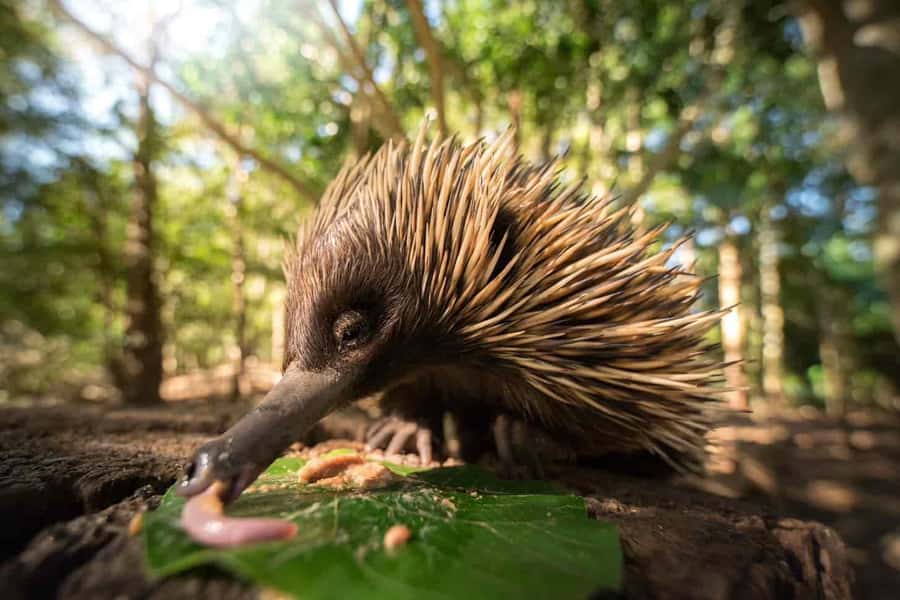 From Sunshine Coast: Australia Zoo Entry Ticket and Transfer - 6 Hours to Explore: How to See More at Your Pace