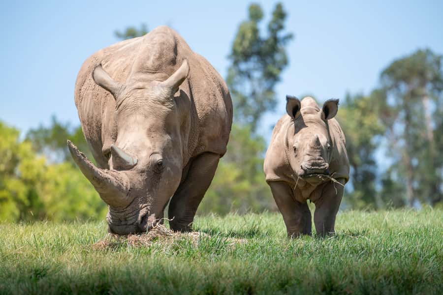 From Sunshine Coast: Australia Zoo Entry Ticket and Transfer - Making the Most of a Huge Zoo: Walking, Weather, and Comfort