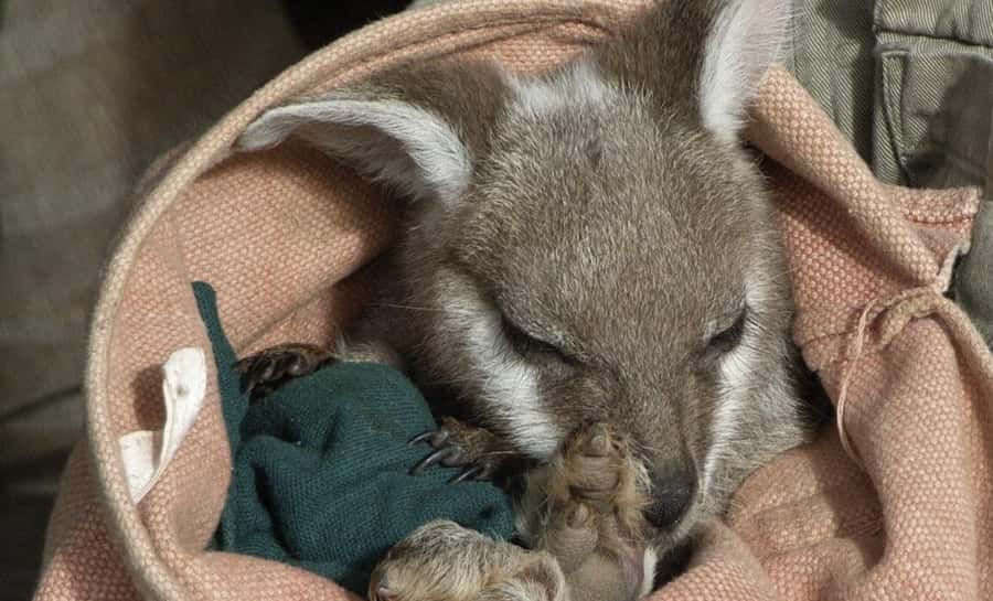 From Sydney: Blue Mountains Bushwalks & Featherdale Tour - From Sydney to the Blue Mountains, in a schedule that actually works