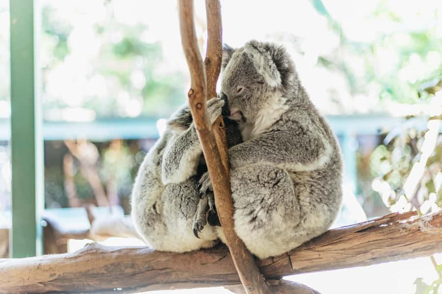 From Sydney: Blue Mountains Full-Day Trip - Key moments that make this Blue Mountains day work