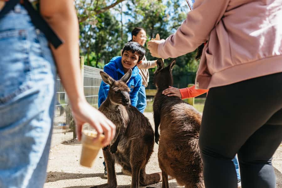 From Sydney: Blue Mountains Full-Day Trip - Who this Blue Mountains tour fits best, and who should rethink it