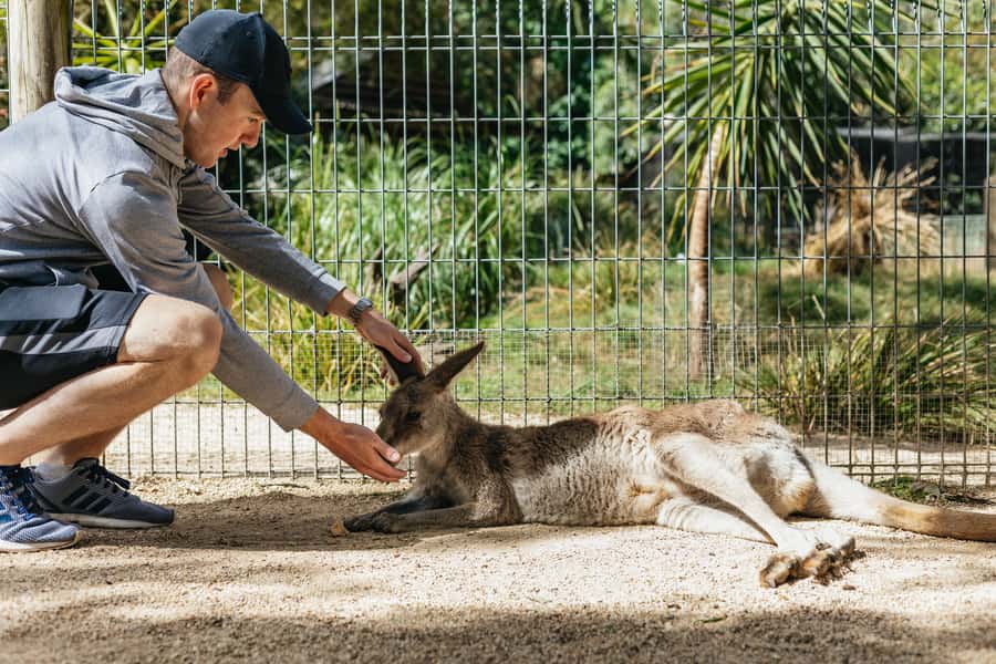 From Sydney: Blue Mountains Full-Day Trip - Featherdale Wildlife Park: the hands-on Australian animal stop