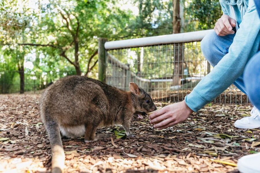 From Sydney: Blue Mountains Full-Day Trip - Leura Village free time: lunch on your terms