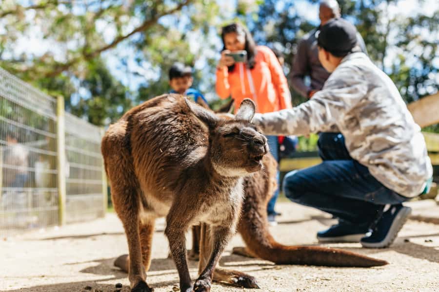 From Sydney: Blue Mountains Full-Day Trip - Echo Point and the Three Sisters: where the photo moments happen