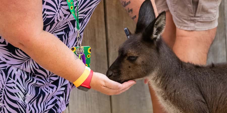 From Sydney: Blue Mountains, Scenic Railway, & Sydney Zoo - Price and value at about $117 per person