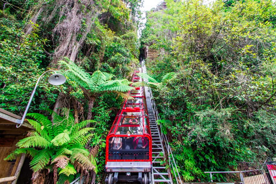 From Sydney: Blue Mountains, Scenic World, Zoo, & Ferry Ride - Small-Group Blue Mountains Day, from Morning Pickup to Circular Quay