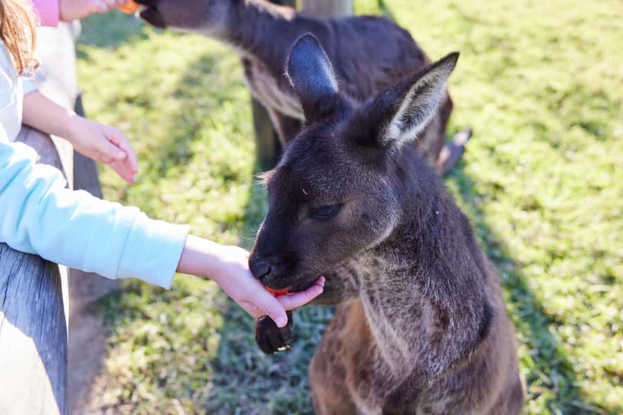 From Sydney: Blue Mountains, Scenic World, Zoo, & Ferry Ride - What I’d watch for: early mornings, tight seating, and ride-day changes