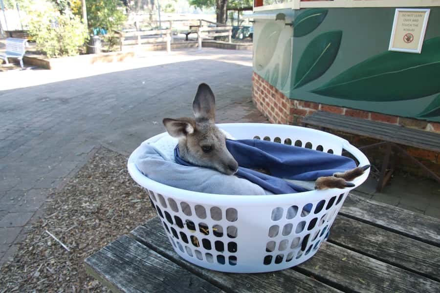 From Sydney: Blue Mountains Small-Group Tour Picnic & Hike - Govetts Leap: picnic lunch with serious drama