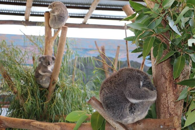 From Sydney: Blue Mountains with Zoo, Koala Photo & Scenic World - Echo Point and the Three Sisters: the iconic viewpoint stop