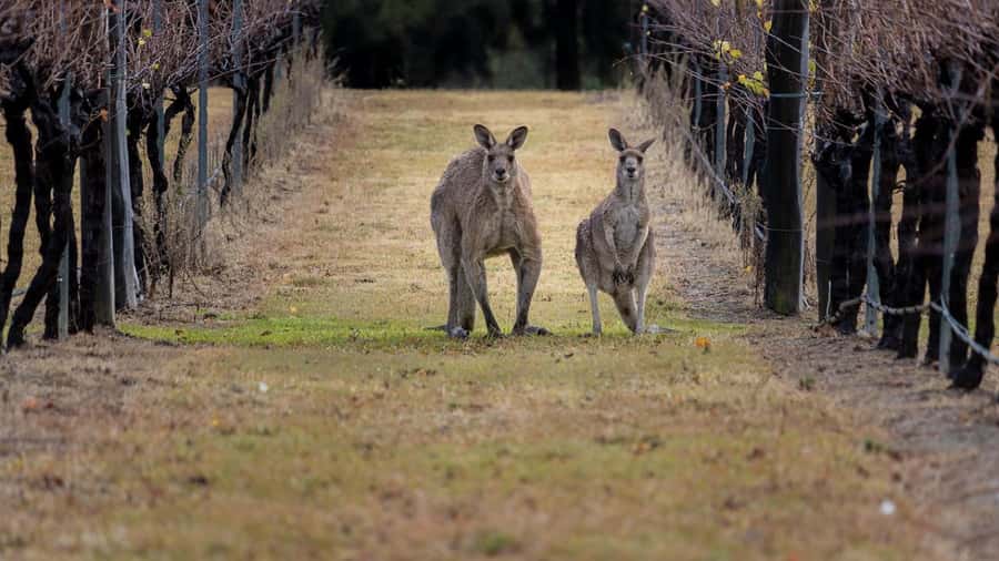 From Sydney: Hunter Valley Wine Tasting & Winery Picnic Tour - Key things I’d circle in your planning