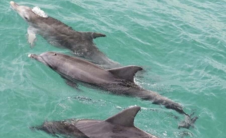From Sydney: Jervis Bay Day Tour and Dolphin Watching Cruise - Dolphin watching cruise in Jervis Bay: the part you’ll talk about later