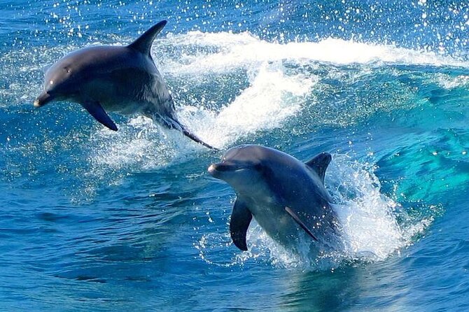 From Sydney: Port Stephens Dolphin, Koalas, Lunch & Sandboarding - Sydney to Port Stephens: what the timing really feels like