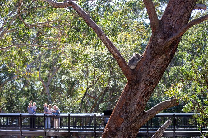 From Sydney: Port Stephens Dolphin, Koalas, Lunch & Sandboarding - Stockton sand dunes and sandboarding: how to enjoy it without stress