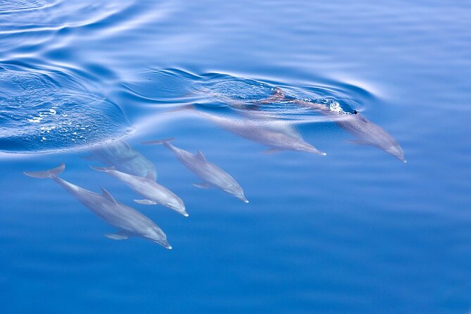 From Sydney: Port Stephens Dolphin, Koalas, Lunch & Sandboarding - Lunch and the change from 1 April: plan for the cost shift