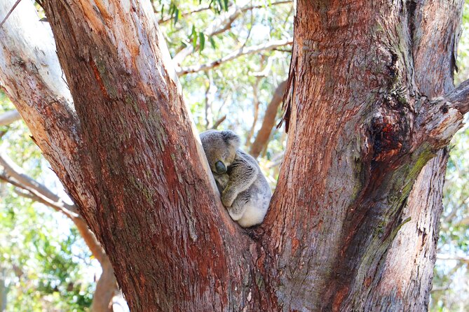From Sydney: Port Stephens Dolphin, Koalas, Lunch & Sandboarding - Guides and group size: why it makes or breaks the day