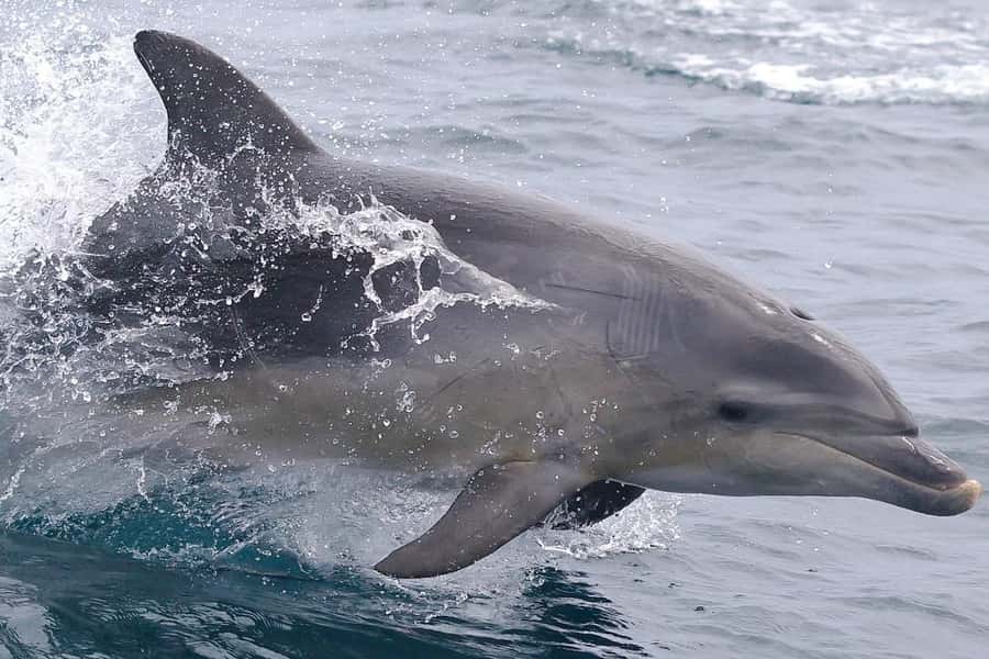 From Triabunna: Maria Island Cruise & Guided Walk with Lunch - Wildlife spotting that actually feels guided, not random