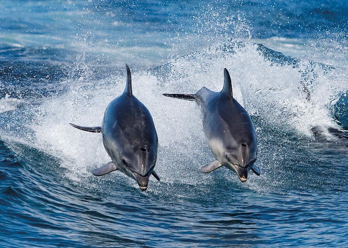Full-Day Bruny Island Cruises Day Tour from Hobart - Bruny Island on land, The Neck and Two Tree Point