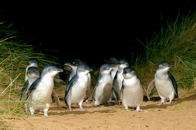 Full-Day Penguins and Wildlife Nature Experience from Melbourne - Coastal stretch stops: Cape Woolamai, Cowes Esplanade, and The Nobbies