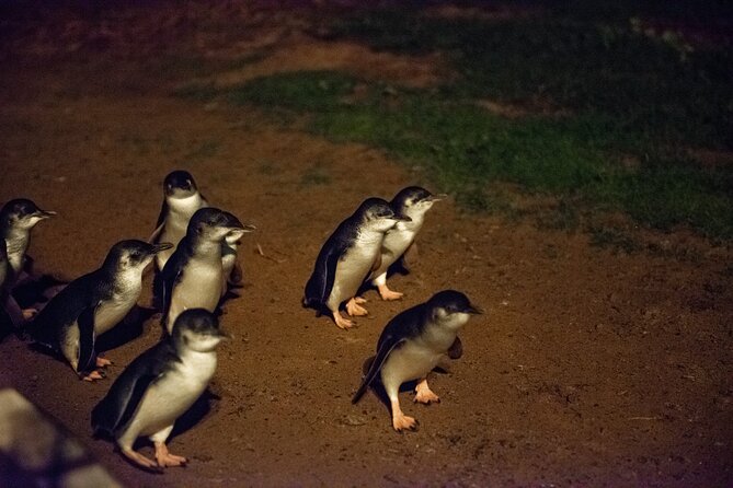 Full-Day Penguins and Wildlife Nature Experience from Melbourne - Price and value: what $114.04 gets you and how to judge it