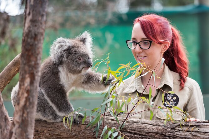 Full-Day Phillip Island Tour with Kangaroo, Koala and Penguin Parade - Key points before you go