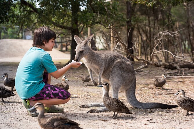Full-Day Phillip Island Tour with Kangaroo, Koala and Penguin Parade - A full day timeline from Melbourne to Summerland Beach