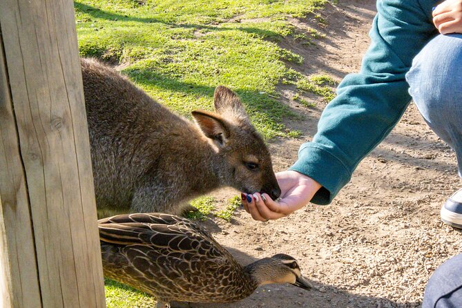 Full-Day Phillip Island Tour with Kangaroo, Koala and Penguin Parade - The Nobbies Centre and Seal Rock: volcanic views with fur seals