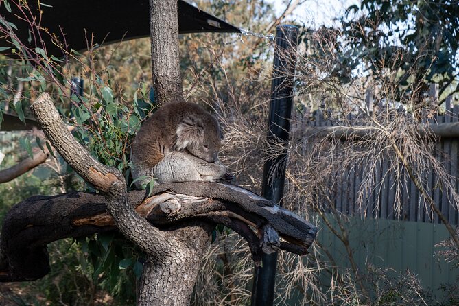 Full-Day Phillip Island Tour with Kangaroo, Koala and Penguin Parade - Penguin Parade at Summerland Beach: the late-night main event