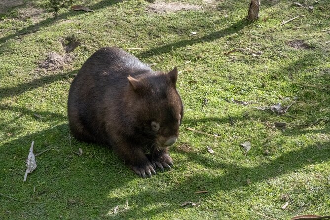 Full-Day Phillip Island Tour with Kangaroo, Koala and Penguin Parade - Book it or skip it: my bottom line