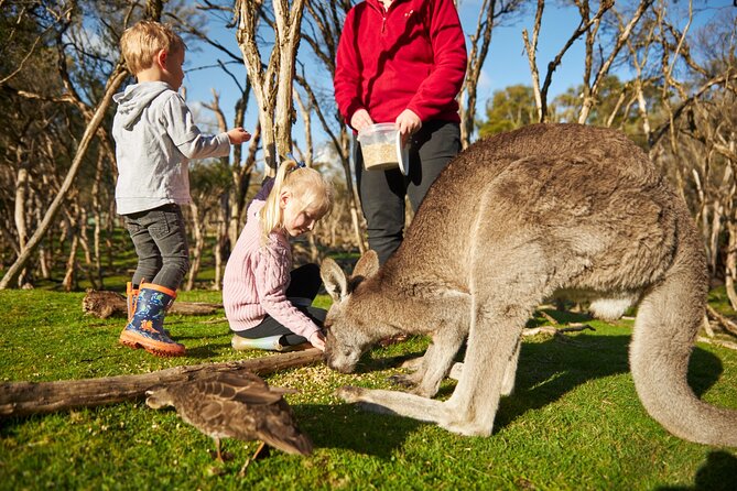 Full-Day Phillip Island Tour with Kangaroo, Koala and Penguin Parade - Woolamai Beach and Cowes: quick resets for surf views and food plans