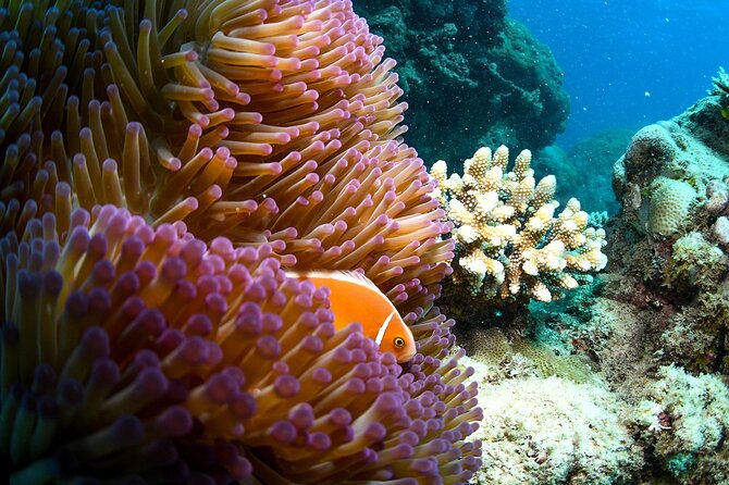 Full Day Reef Cruise and 10 Minute Helicopter Scenic Flight - Second Reef Stop Time: How to Maximize Your Snorkel (and Not Feel Rushed)