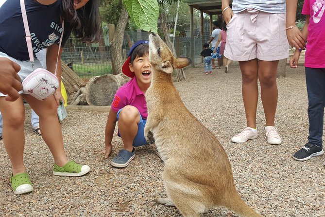 Fully Inclusive Blue Mountains Private Tour inc Scenic World & Featherdale Entry - Featherdale Wildlife Park: Kangaroo Time and Aussie Animal Encounters