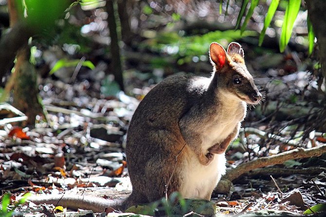 Fully Inclusive Blue Mountains Private Tour inc Scenic World & Featherdale Entry - Blue Mountains National Park Lookouts, With Time To Breathe