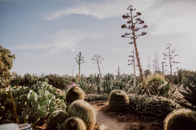 Garden Entry Ticket - Cactus Country Entry Ticket: what you actually get