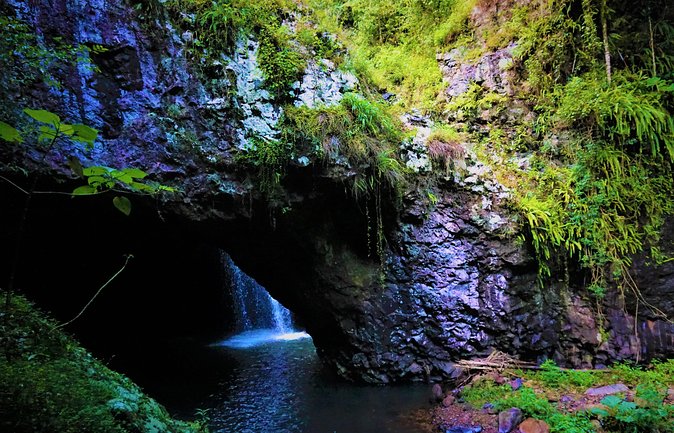 Glow Worms + Day/Night Rainforest & Waterfalls Experience - Springbrook National Park: waterfalls, viewpoints, and Gondwana forests