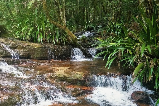 Glow Worms + Day/Night Rainforest & Waterfalls Experience - Food, snacks, and why that homemade lunch matters