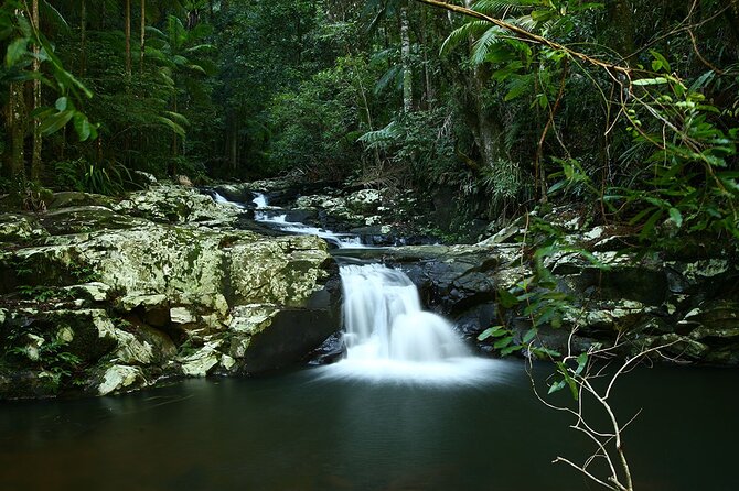 Glow-worms, Waterfalls & Rainforest Experience - Forest dinner: organic vegan food that doesn’t feel like a trap