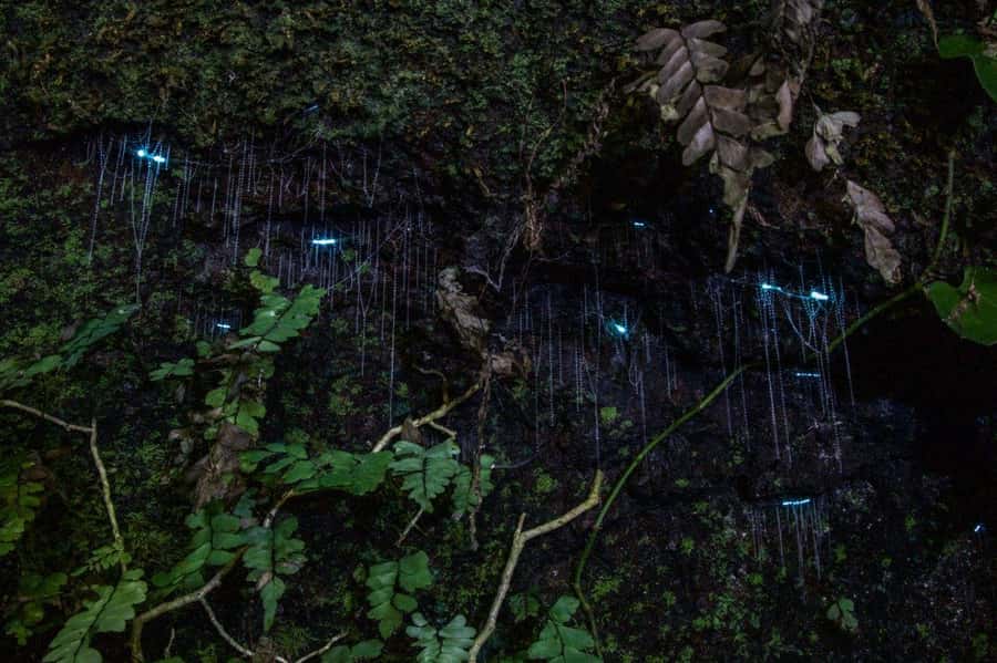 Gold Coast: Evening Rainforest and Glow Worm Experience - Key points before you go