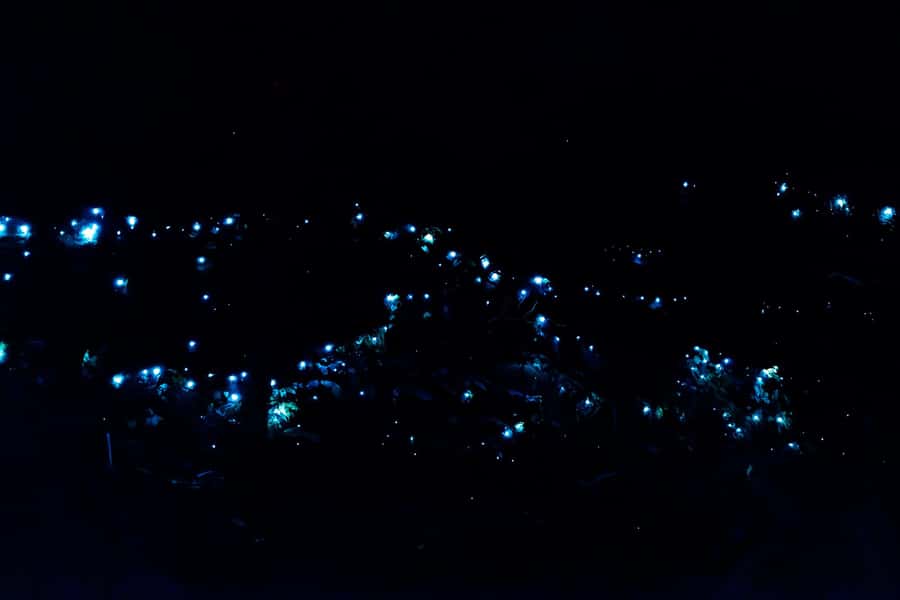 Gold Coast: Evening Rainforest and Glow Worm Experience - A night rainforest, not a theme park