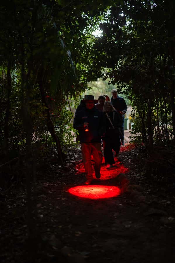 Gold Coast: Evening Rainforest and Glow Worm Experience - The walk at night: learning the rainforest rhythm