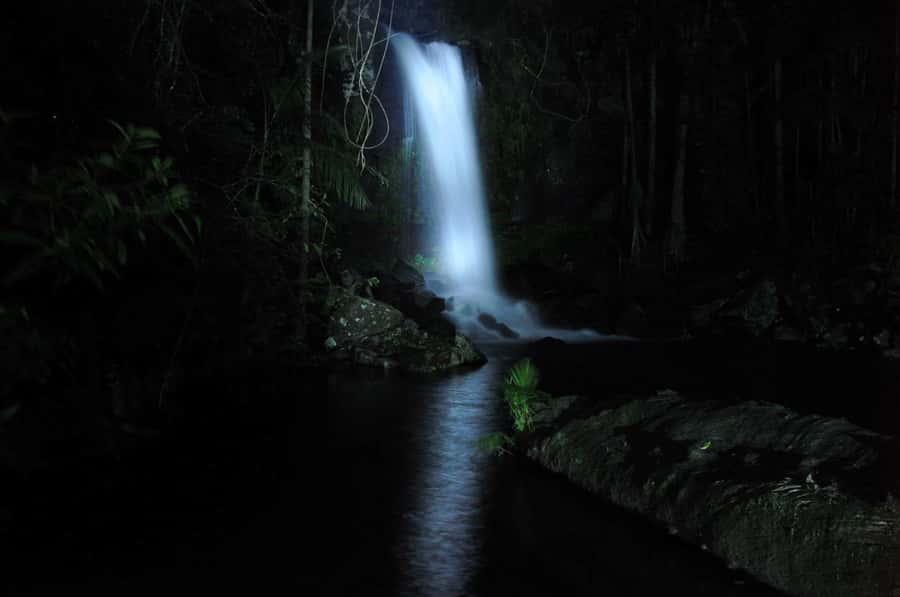 Gold Coast: Evening Rainforest and Glow Worm Experience - Up to Mt Tamborine: bus ride, views, and a warm drink