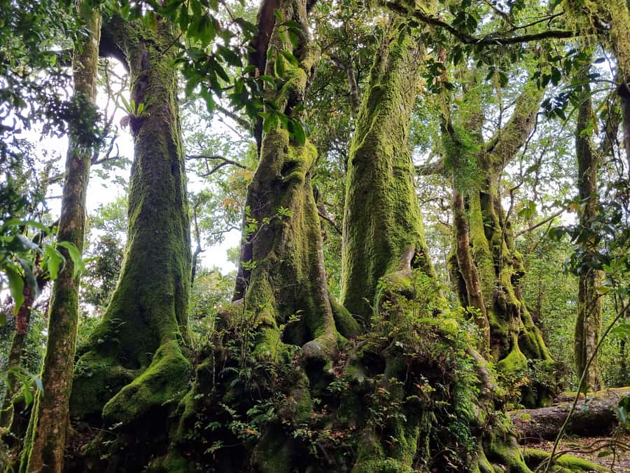 Gold Coast: Kangaroos, Rainforest & Waterfalls Experience - Key things to know before you go