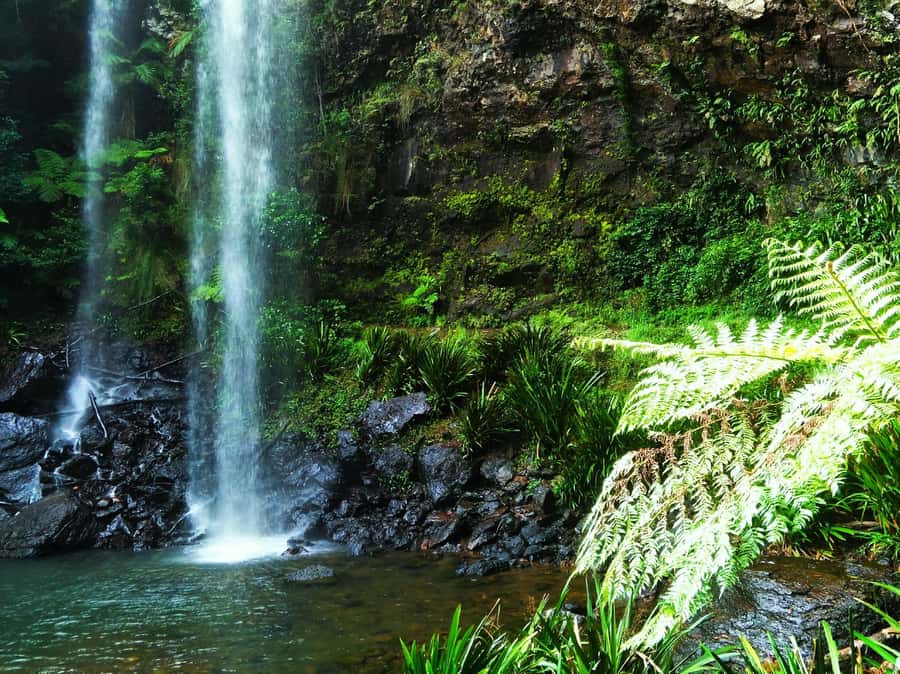 Gold Coast: Kangaroos, Rainforest & Waterfalls Experience - Wild kangaroos, koalas, and Springbrook rainforest, in one tight day