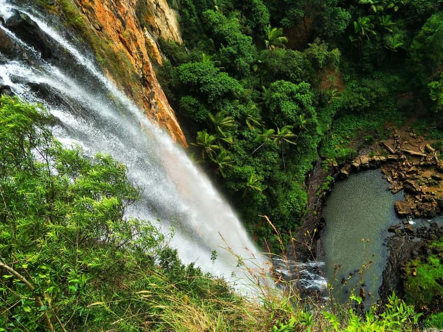 Gold Coast: Kangaroos, Rainforest & Waterfalls Experience - Natural Bridge and the scenic drive: viewpoint time without the stress