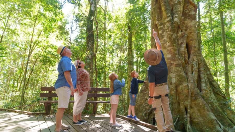 Gold Coast: Lamington Treetops, Wildlife and Vineyard Visit - Price and value: what you’re really paying for at $91